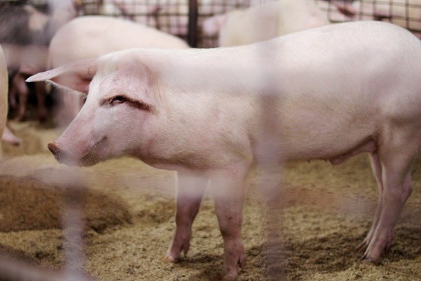 Заключенные в сыктывкарской колонии разводят свиней