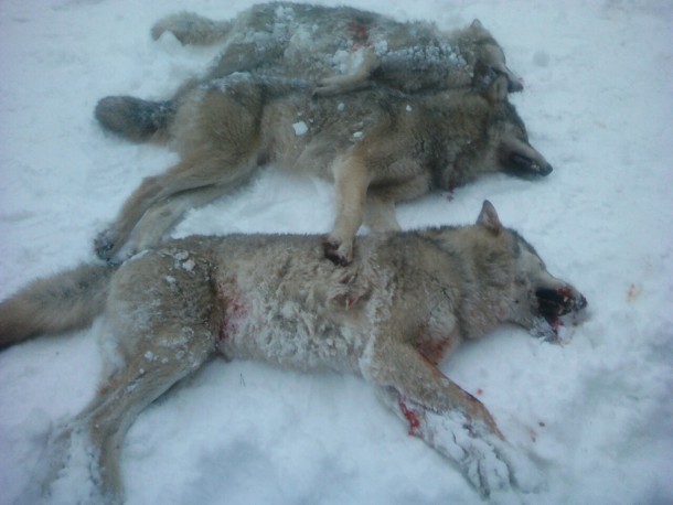 В Усть-Вымском районе охотники отстрелили волчью семью