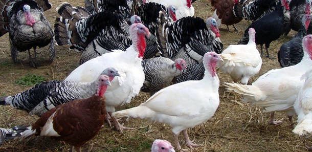 HeritageTurkeys-WikiC-Post-thumb-615x300-69891.jpg