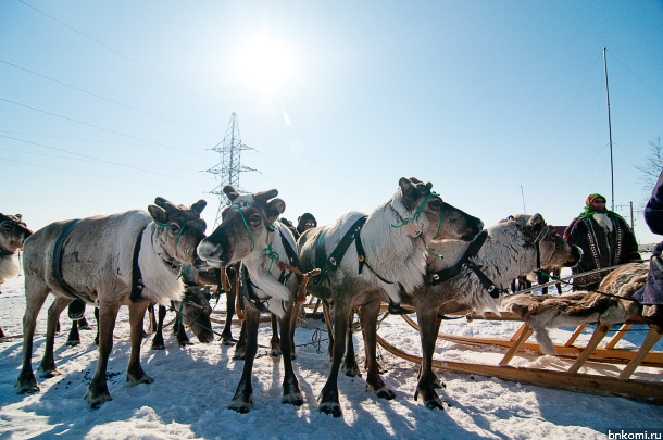 oleni-olenevody-1.jpg oleni-olenevody-1.jpg