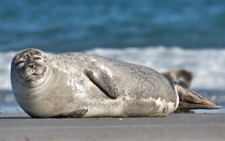 Common_Seal_Phoca_vitulina.jpeg