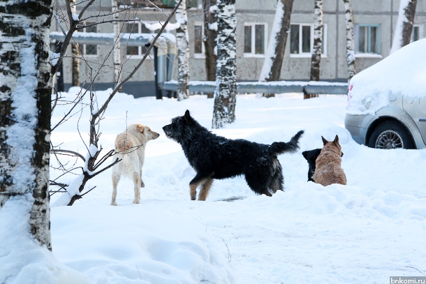 Зоозащитники Коми заявили об акции догхантеров по всей России