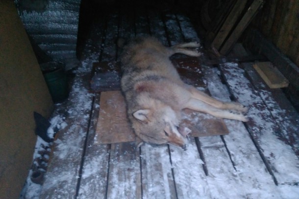 Ижемцы застрелили волка вблизи села
