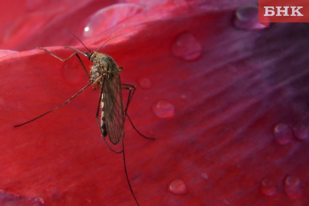 Эксперты выяснили, чью кровь любят комары