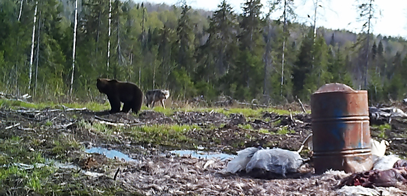 В Коми голодные медведь и волк устроили борьбу за приманку