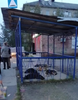 Свора собак атакует мотоциклистов Яреги