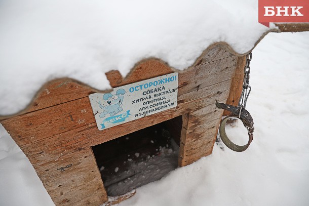 В корткеросском селе по ночам исчезают собаки