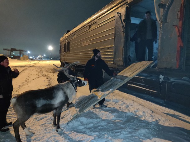 Оленей из Воркуты отправили радовать москвичей