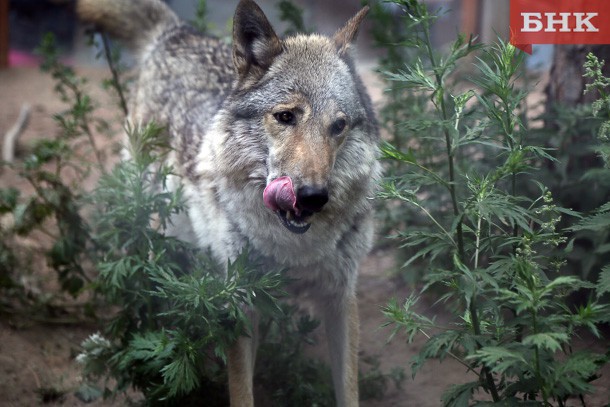 Охотник из Коми предложил усилить облавы на волков беспилотниками