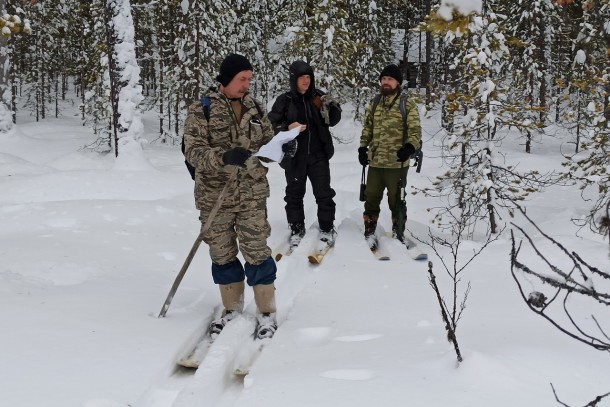 Северные олени ищут убежище от волков и людей в Печоро-Илычском заповеднике