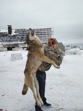 В двух районах Коми за неделю добыли шесть волков