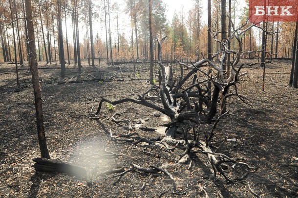  Пожароопасный сезон в Коми начнётся 30 апреля 