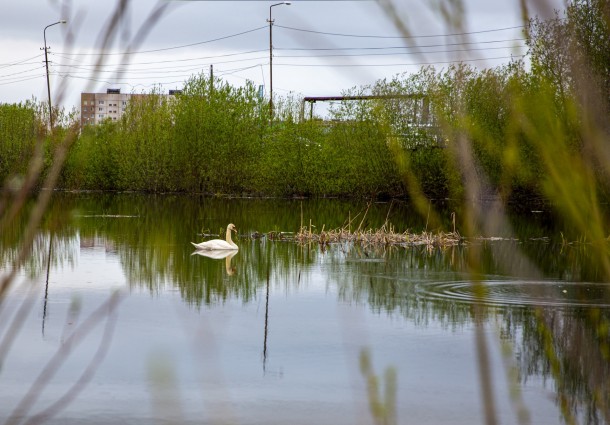 В Печоре в пожарном водоеме поселилась редкая птица