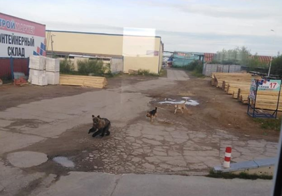 Усинским охотникам разрешили добыть одного медведя в июле