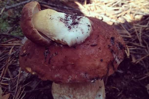 Жители Коми собирают в лесу грибы-мутанты