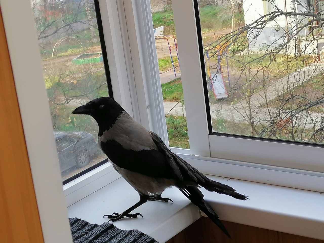 Ворона стучит в окно. Домашняя ворона. Домашний ворон. Домашняя серая ворона. Дом ворона.