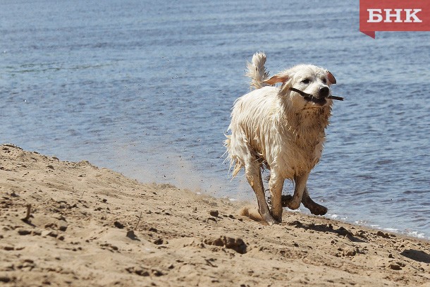 Россияне больше не смогут приходить на пляжи с животными и плавать на бревнах