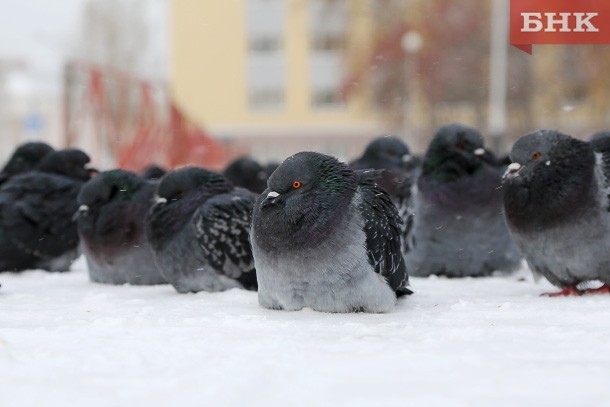 Коми накрывает снег