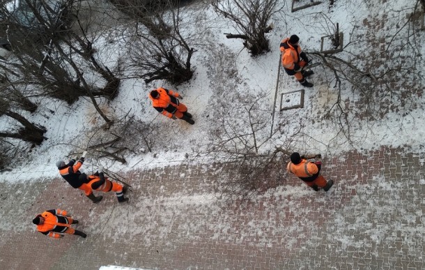 Здоровые деревья попали под топор дорожников Сыктывкара