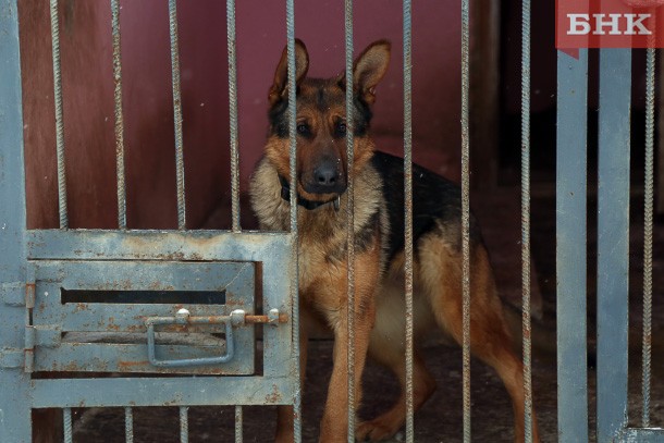 Собака привела воркутинских полицейских к квартире автоугонщика
