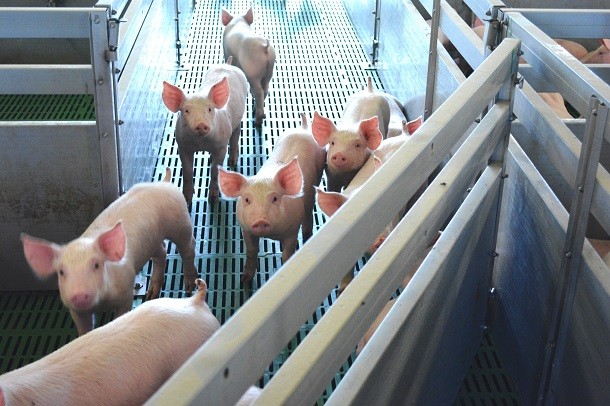 На Зеленецкой птицефабрике усилили меры безопасности в связи с режимом ЧС по африканской чуме свиней в Коми