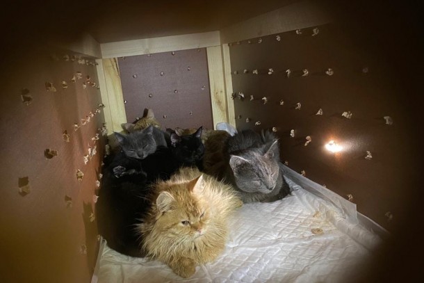 В Воркуте 32 кошек выбросили из окна квартиры в 45-градусный мороз