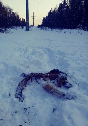 К дачам Соколовки пришла стая волков