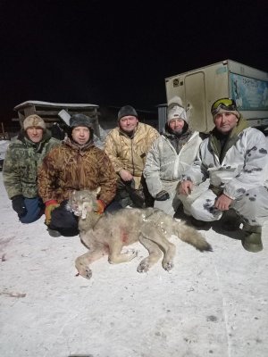 В Усть-Вымском районе поезд переехал волка