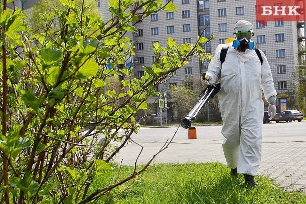 В Коми клещи покусали 29 детей