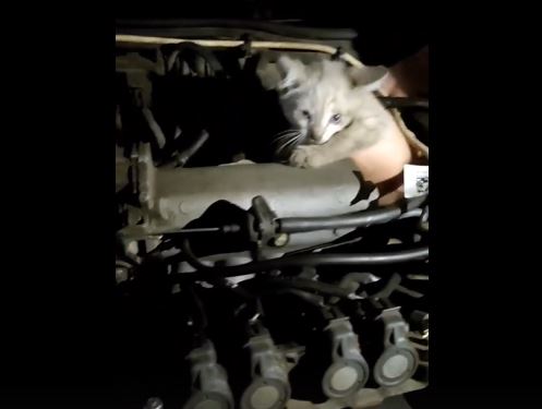 В Сыктывкаре сотрудники ГИБДД помогли спасти котенка, застрявшего в автомобиле