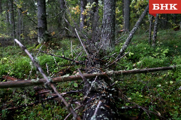 Сыктывкарцу предстоит суд за вырубку 400 деревьев