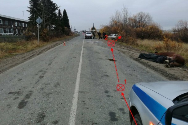 В усть-цилемской деревне две лошади погибли в ДТП