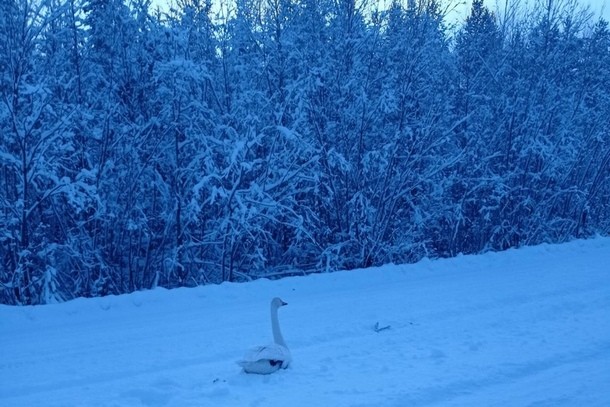 Печорцы спасли лебедя из снежного плена