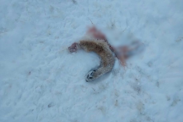 Волки все чаще приходят в села и деревни Коми