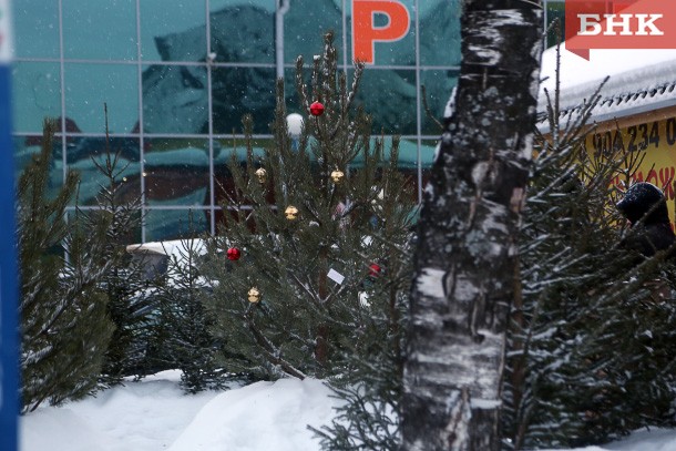Где в Сыктывкаре купить елку к Новому году