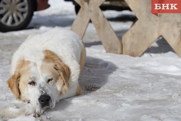 В Усть-Вымском районе за год бродячие собаки покусали восемь детей
