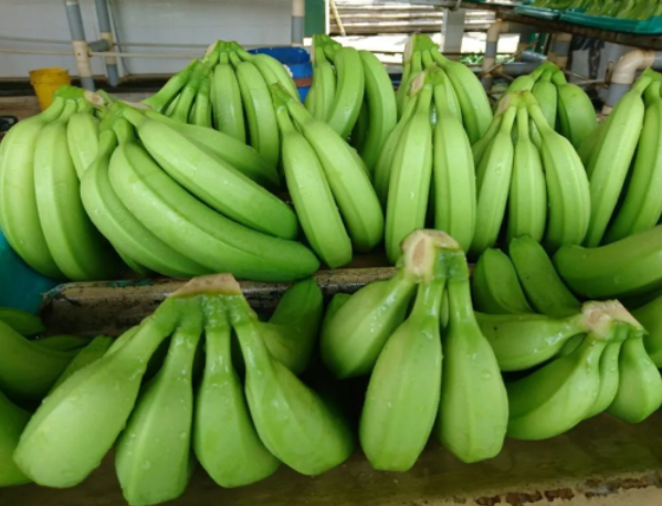 Врач назвал пользу зеленых бананов