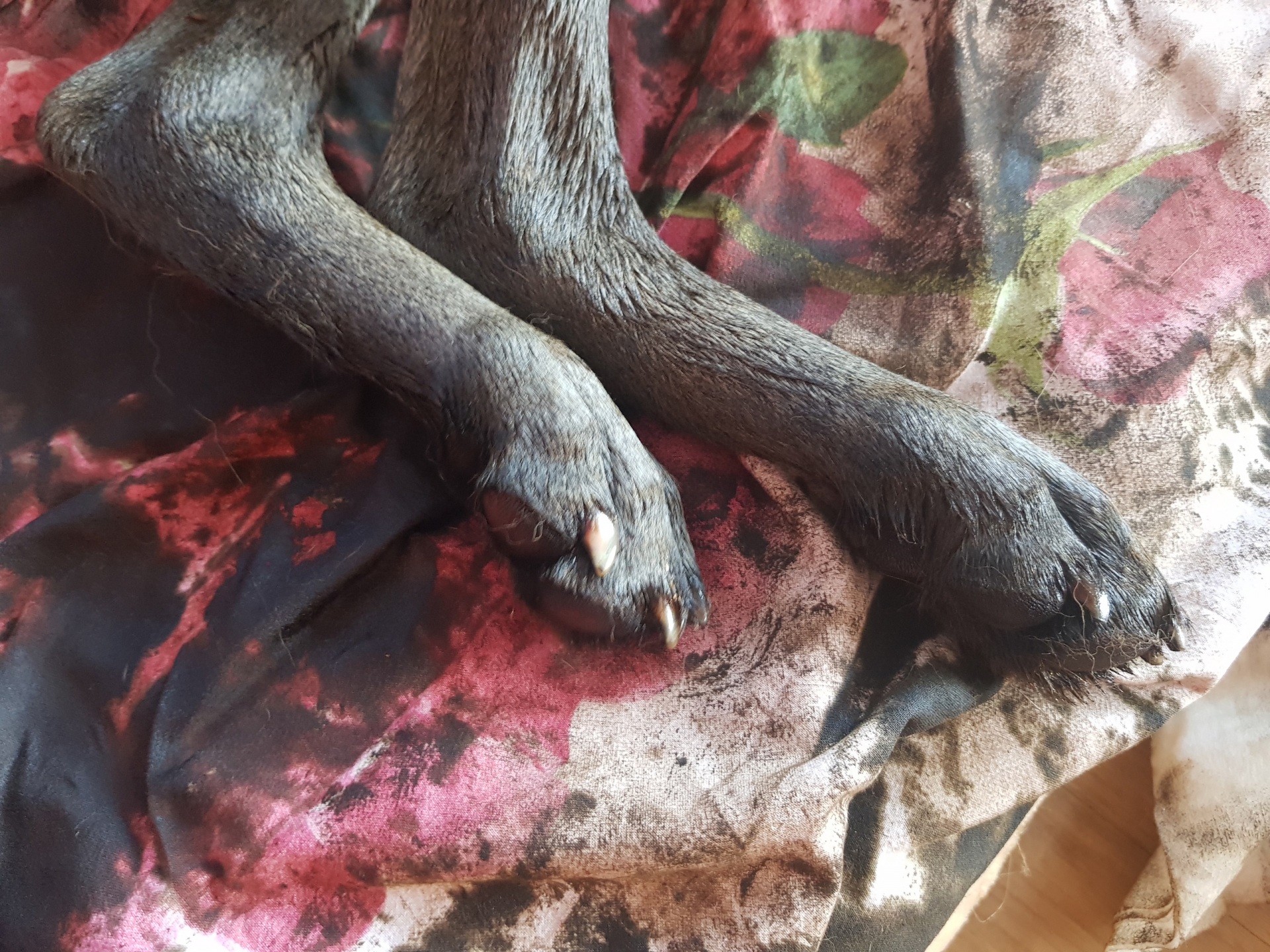 sobake1.jpg sobake1.jpg