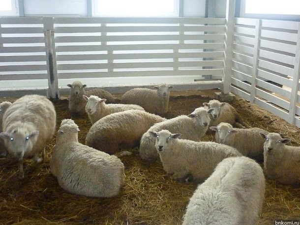 Ученые рассказали, зачем в Коми скрещивают овец