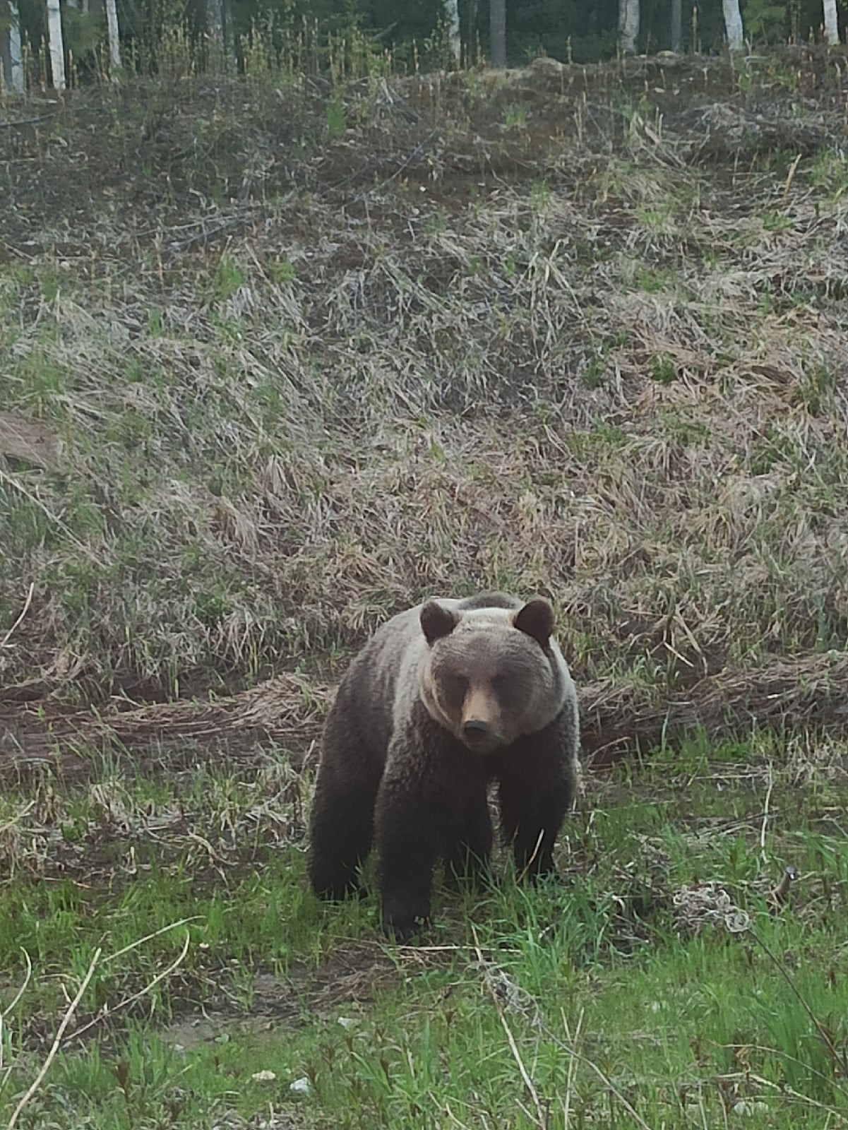 medved.jpg medved.jpg