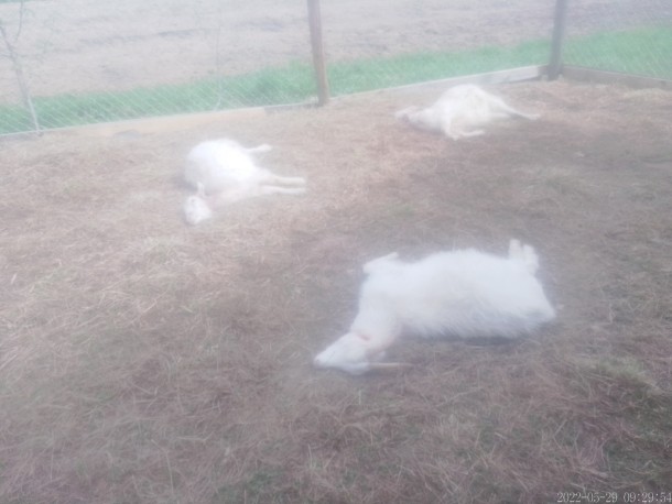 В Сыктывдинском районе раскрыли тайну гибели коз