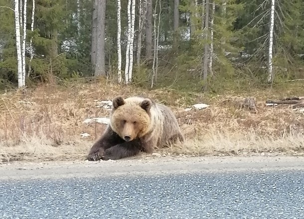 Обосновавшегося на ухтинской трассе медведя отогнали в лес