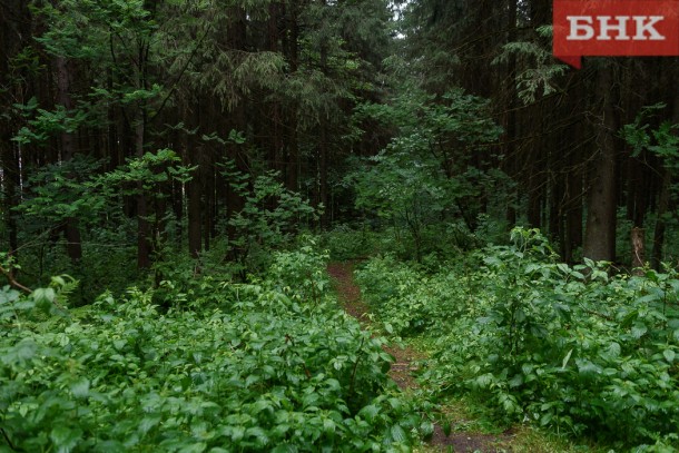 В Коми людям запретили ходить в лес