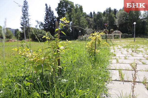 В Сыктывкаре по делу о банкротстве «Делового Альянса» выставили на торги участок ботанического сада