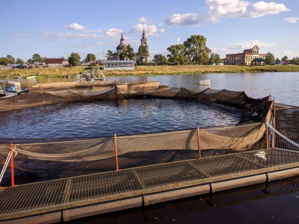 На озере в Койгородском районе произошла массовая гибель рыбы