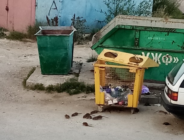 В администрации Ухты отреагировали на сообщения о крысах