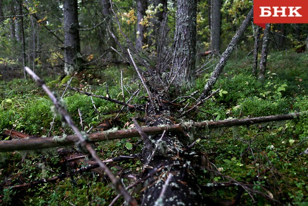 Жителям усть-цилемского села разрешат заготавливать древесину в заказниках