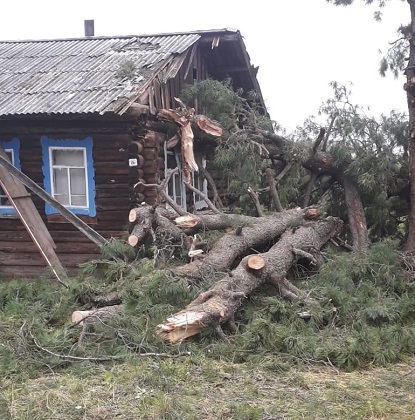 В троицко-печорском селе два кедра рухнули на дом