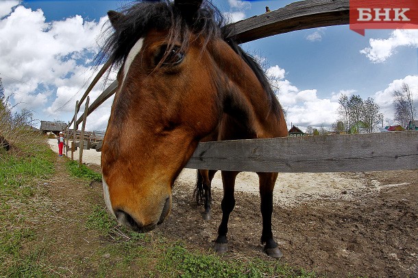 В Щельяюре вновь выявили инфекционную анемию у лошадей
