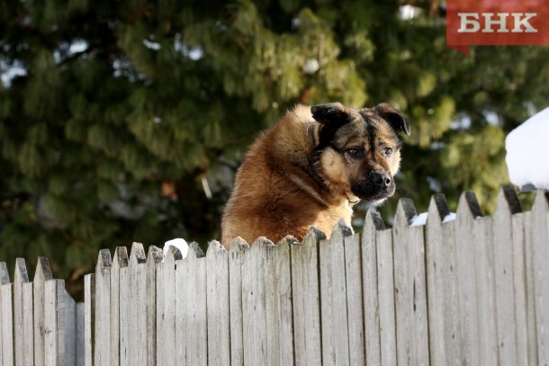 В Сыктывкаре третья площадка для выгула собак появится в Орбите